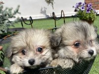 Pomerian Ve Maltese Yavrular
