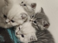 British Shorthair Kedileri