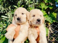 A Kalite Golden Retriever Yavruları