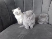 3 erkek kedimiz teslime hazır