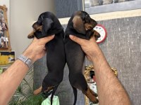 Dachshund Sosis Yavrular