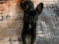 MİNİK FRENCH BULLDOG