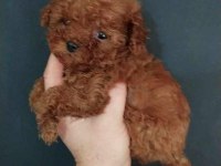Orjinal her boy toy poodle bebekler