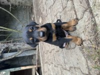 Yavru Doberman Safkan