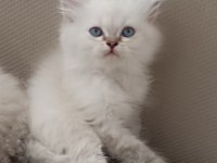 British longhair kardeşler