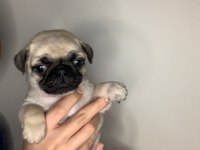 A kalite pug yavrular için mesaj atınız