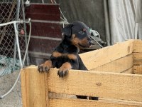 ÜST SEVİYE DOBERMAN YAVRULARI