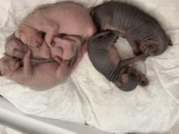 Sfenks kedisi yavruları