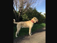 Anadolu çoban köpeği kangal