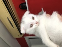 Scottish fold yavrularımıza yeni yuvalarını arıyoruz