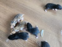 2 Mayıs ve 5 Mayıs hamsterlarımız sahiplendirilecektir