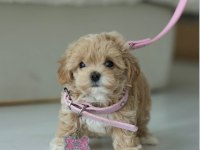 MİCRO BOY TEDDY BEAR MALTİPOO
