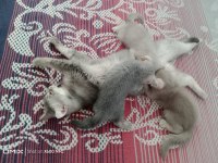 Ücretsiz British Shorthair Kedimiz