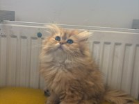 British longhair dişi kedimiz