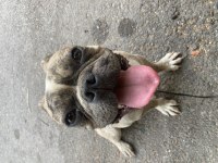 1 Yaşında French Bulldog Yuvasını Arıyor