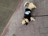AŞILARI TAM 7 AYLIK PUG YAVRUSU
