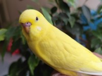 Yeni yeme düşen albino yavru muhabbet kuşu