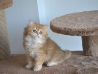 Safkan Golden British Longhair Bebekler 2 aylık