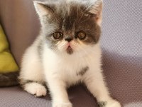 Kusursuz exotic shorthair bebekler