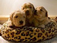 Bebek Yüzlü Golden Retriever Yavrular