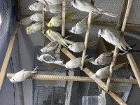 Hazır tecrübeli takım sultan papağanları