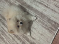 Pomeranian 3.5 Aylık