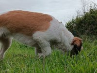 Toprağa Yuva arıyoruz terrier köpeğime