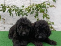 Siyah Poodle Yavrularımız