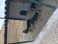 10 Aylık Alman Çoban Köpeği (Workline- Show line) Melez