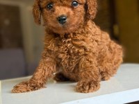 Orjinal Teacüp Poodle Yavrumuz
