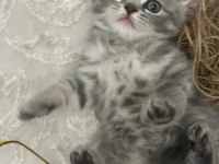 Anne Baba British Shorthair