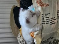 1 aylık cins kediler blue point oyuncu kedisi