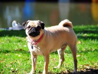 Safkan Dişi Pug Eğitimli
