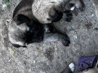Dev Irk Anadolu Çoban Köpeği