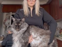 Tescilli en büyük maine coon KOR UN yavruları
