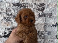 Irk Ve Sağlık Garantili Kısa Bacak Teacup Poodle Yavrular