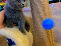 Safkan scottish fold yavrular
