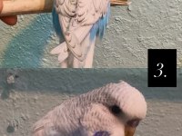35 GÜNLÜK ELE ALIŞTIRMALIK JUMBO KUŞLAR