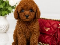 RED BROWN MİNYATÜR TOY POODLE YAVRULAR