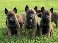 Belçika Malinois Yavrular