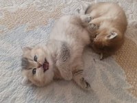 2 aylık golden ny11 british shorthair yavruları