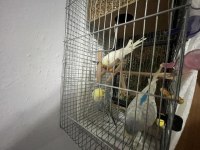 2 Çift Muhabbet Kuşu