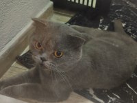 ACİL YUVA KEDİMİZE
