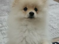 Pomeranian erkek
