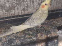 Sultan papağanlarımı veriyorum