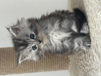 Tablo gibi güzel bir kız saf kan maine coon