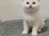 Teslime hazır bebek british shorthair
