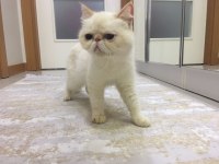 Dişi kedimiz Mia yı sahiplendiriyoruz