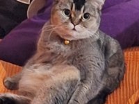 DİŞİ BRİTİSH SHORTHAİR KEDİME DAMAT ARIYORUZ