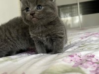 British shorthair bebekler
